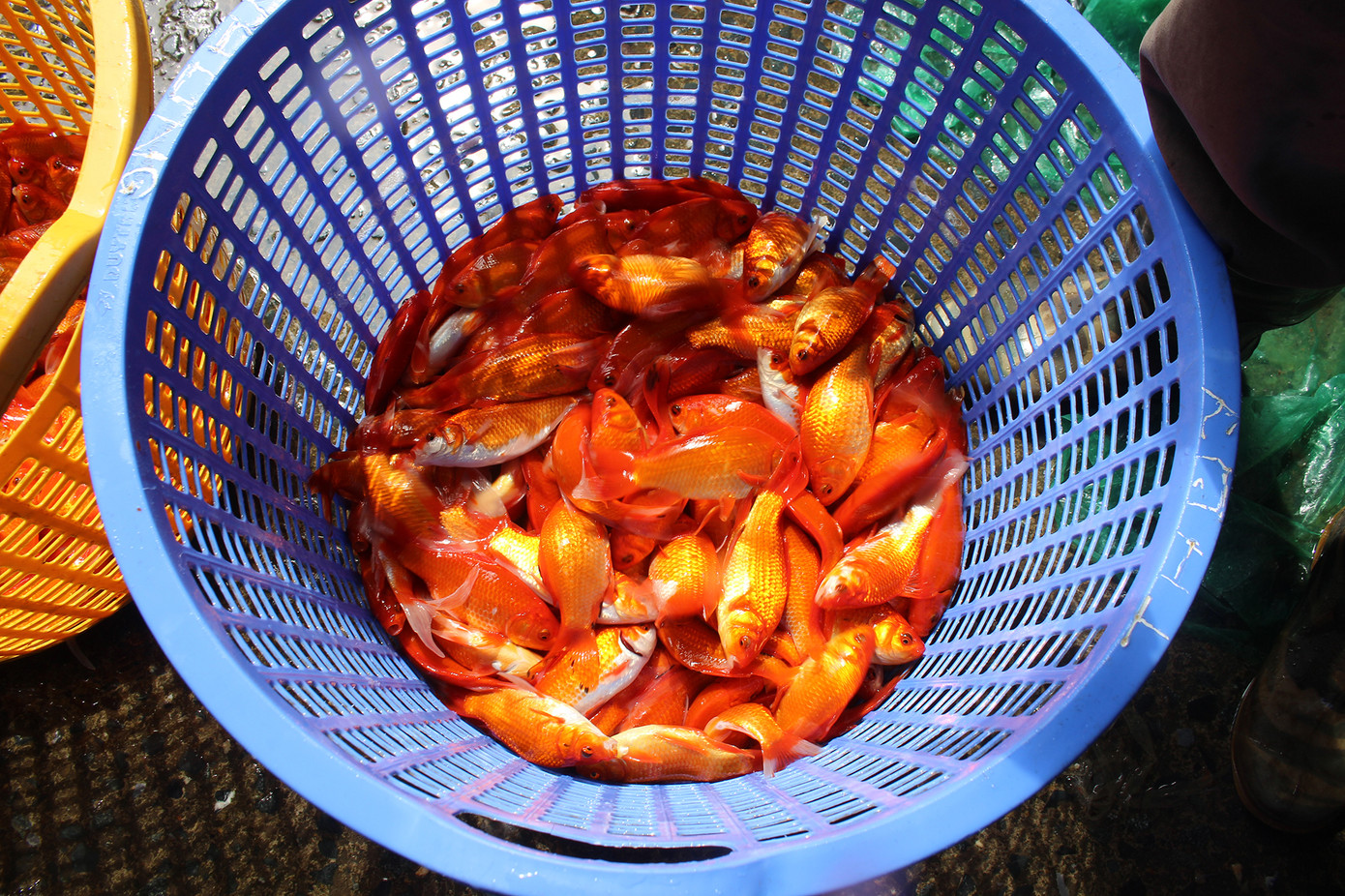 Chợ cá Hà Nội 'cháy' hàng dịp ông Công, ông Táo dù giá liên tục leo thang ảnh 9