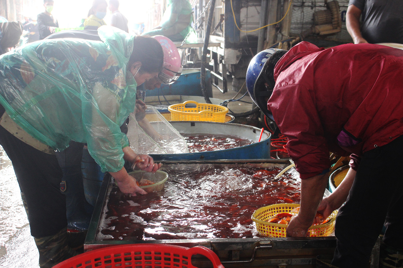 Chợ cá Hà Nội 'cháy' hàng dịp ông Công, ông Táo dù giá liên tục leo thang ảnh 8