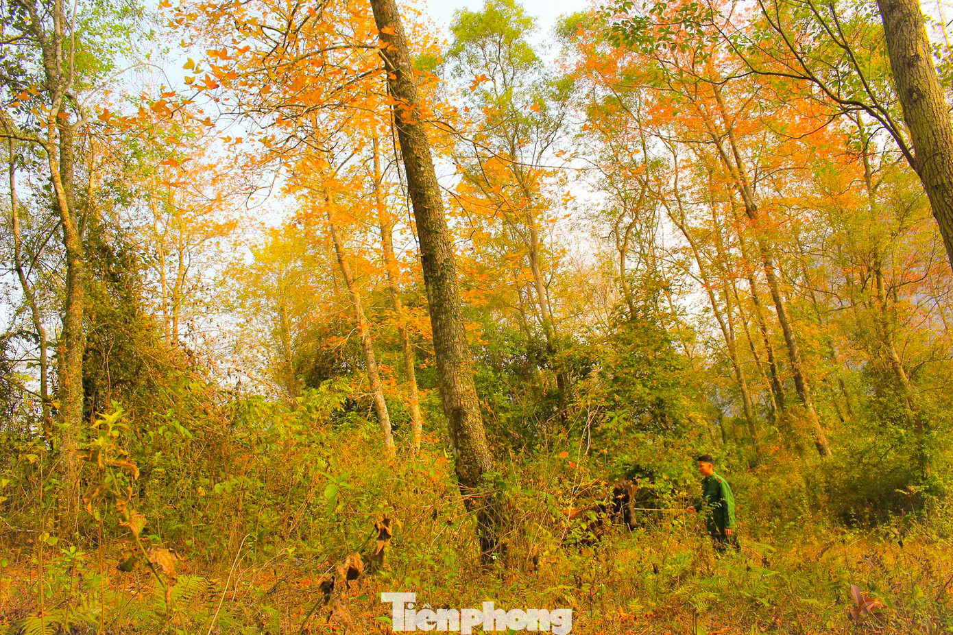 Mê mẩn 'lạc' vào cánh rừng Sau Sau đỏ nơi biên giới Cao Bằng ảnh 4