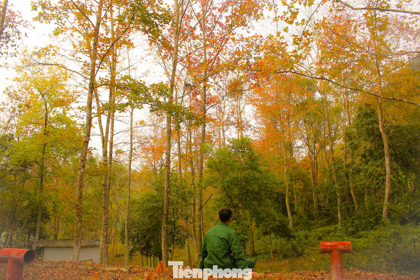 Mê mẩn 'lạc' vào cánh rừng Sau Sau đỏ nơi biên giới Cao Bằng ảnh 11