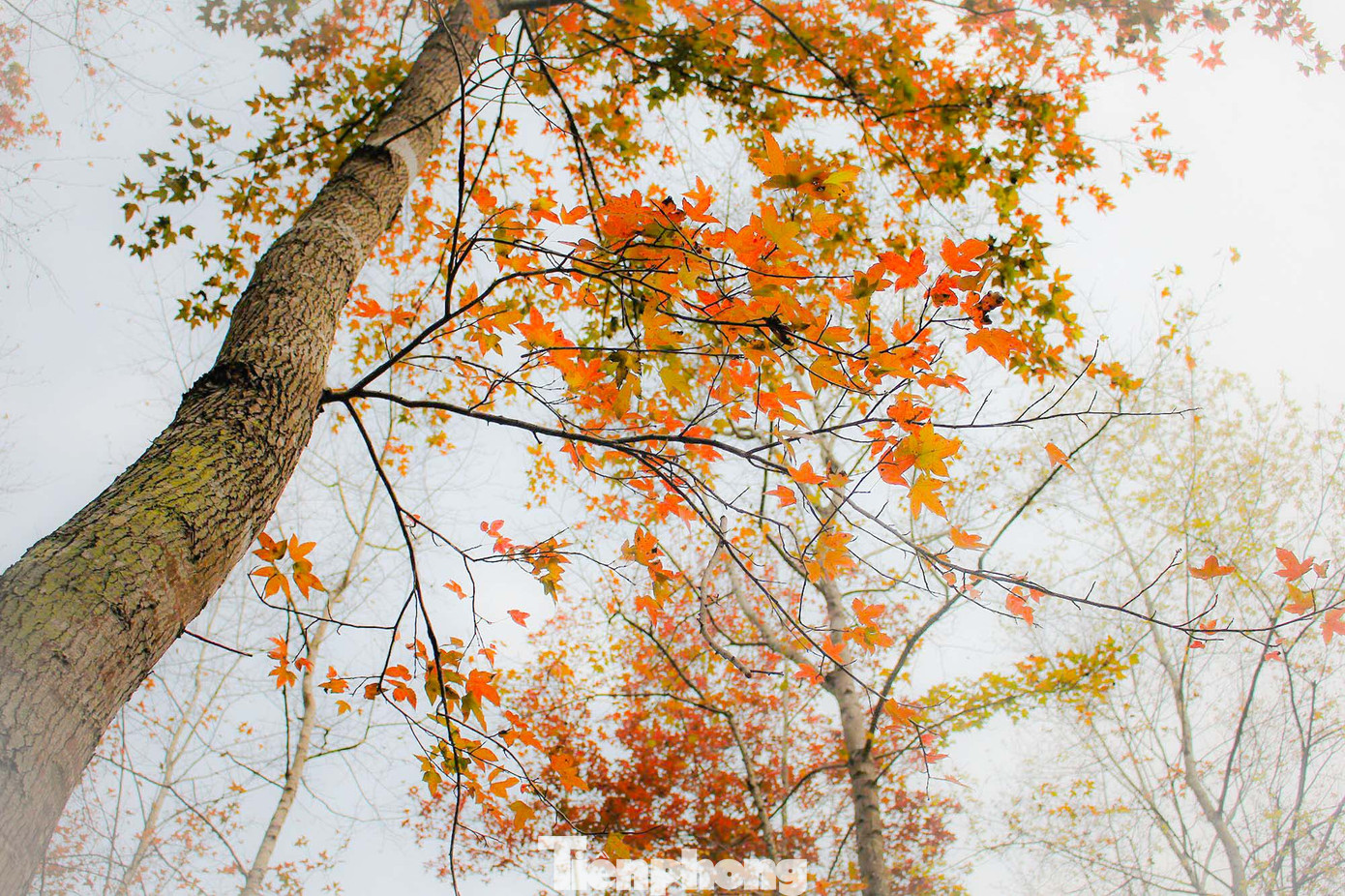 Mê mẩn 'lạc' vào cánh rừng Sau Sau đỏ nơi biên giới Cao Bằng ảnh 3