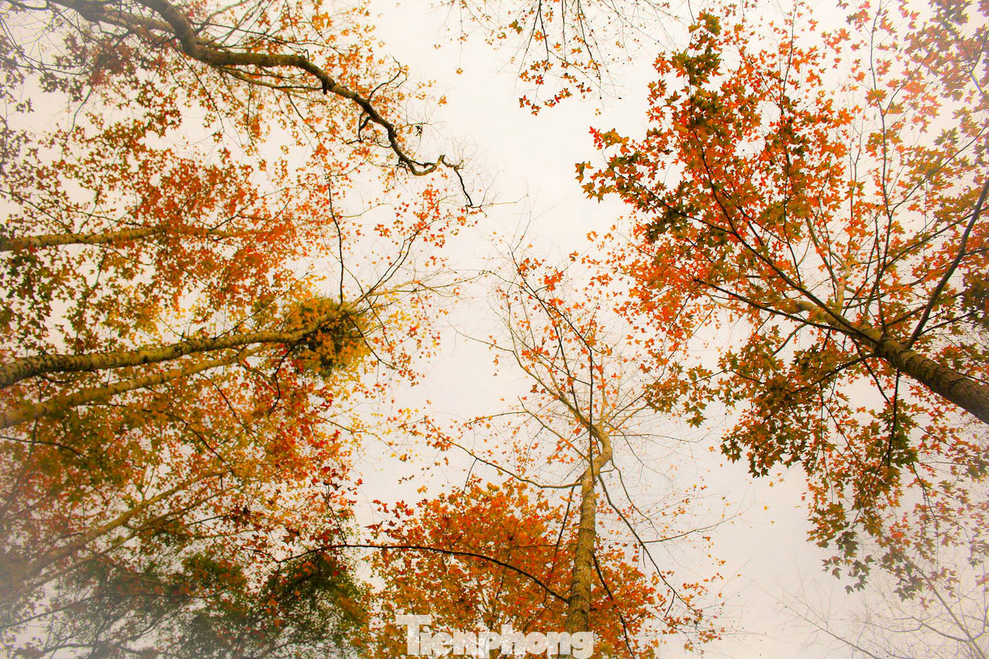 Mê mẩn 'lạc' vào cánh rừng Sau Sau đỏ nơi biên giới Cao Bằng ảnh 12