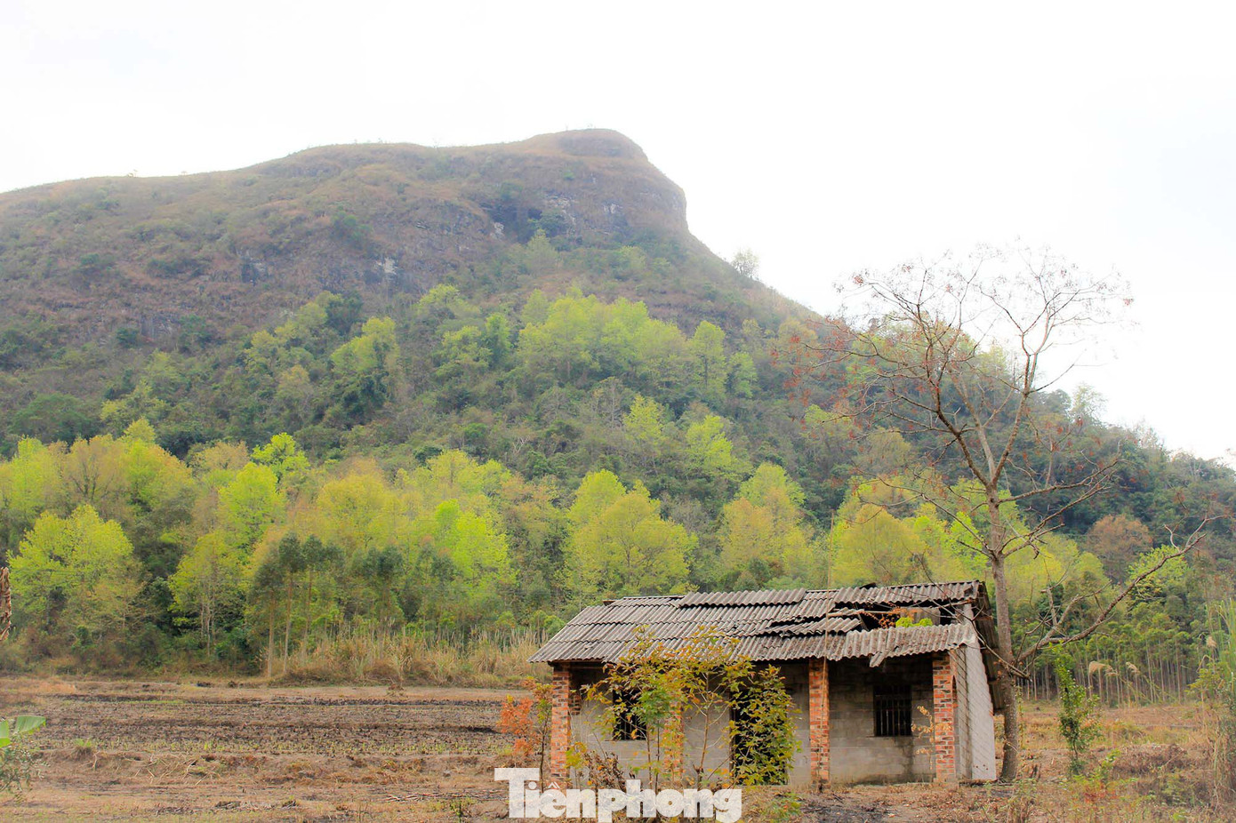 Mê mẩn 'lạc' vào cánh rừng Sau Sau đỏ nơi biên giới Cao Bằng ảnh 7