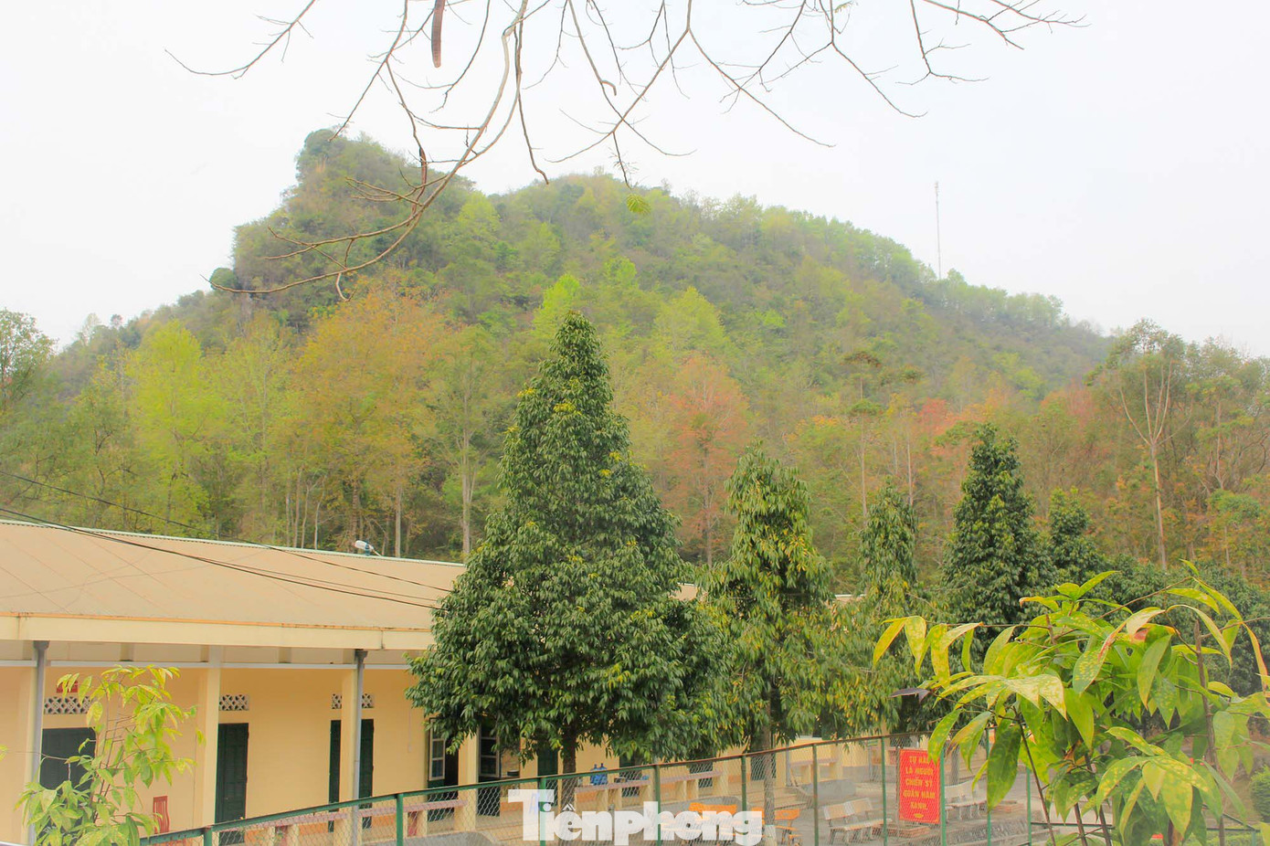 Mê mẩn 'lạc' vào cánh rừng Sau Sau đỏ nơi biên giới Cao Bằng ảnh 17