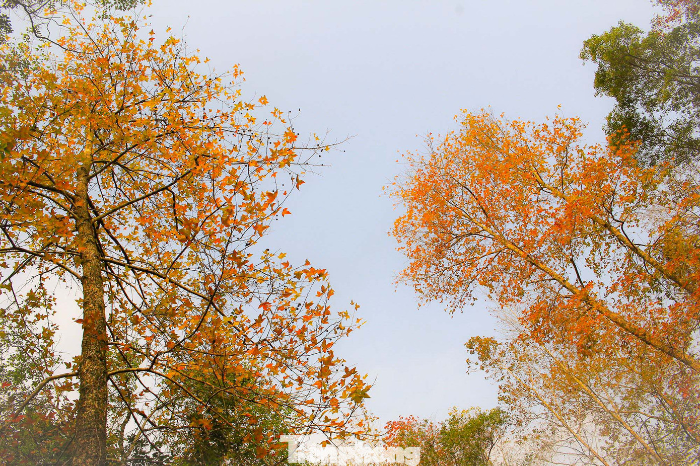 Mê mẩn 'lạc' vào cánh rừng Sau Sau đỏ nơi biên giới Cao Bằng ảnh 13