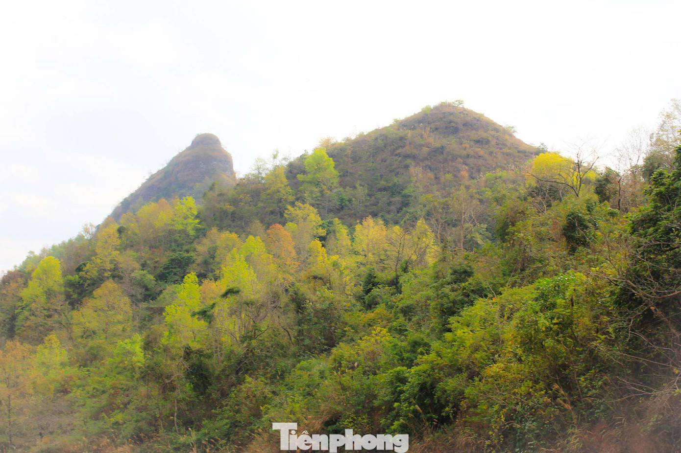 Mê mẩn 'lạc' vào cánh rừng Sau Sau đỏ nơi biên giới Cao Bằng ảnh 6