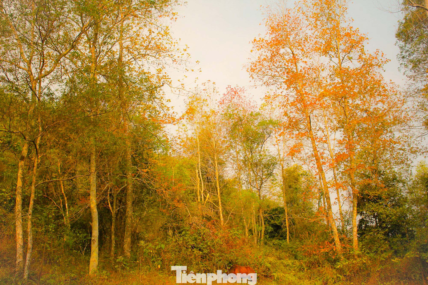 Mê mẩn 'lạc' vào cánh rừng Sau Sau đỏ nơi biên giới Cao Bằng ảnh 2