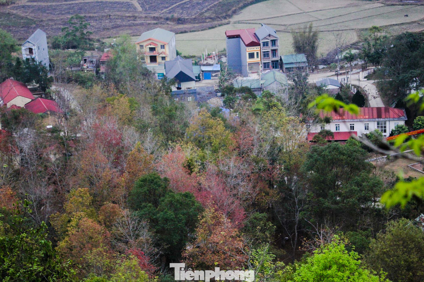 Mê mẩn 'lạc' vào cánh rừng Sau Sau đỏ nơi biên giới Cao Bằng ảnh 16