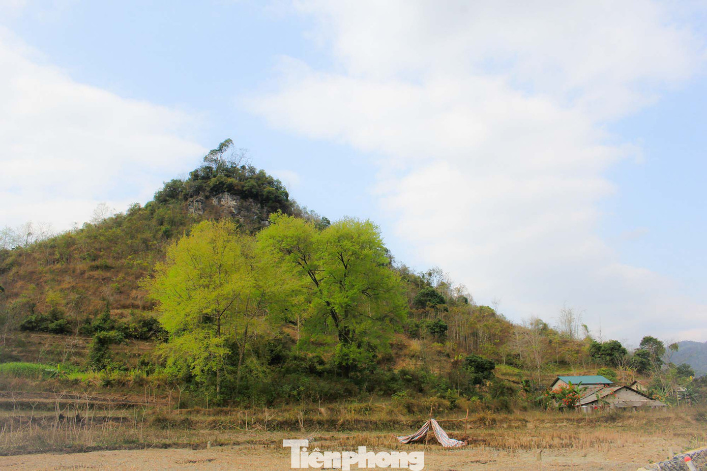 Mê mẩn 'lạc' vào cánh rừng Sau Sau đỏ nơi biên giới Cao Bằng ảnh 9