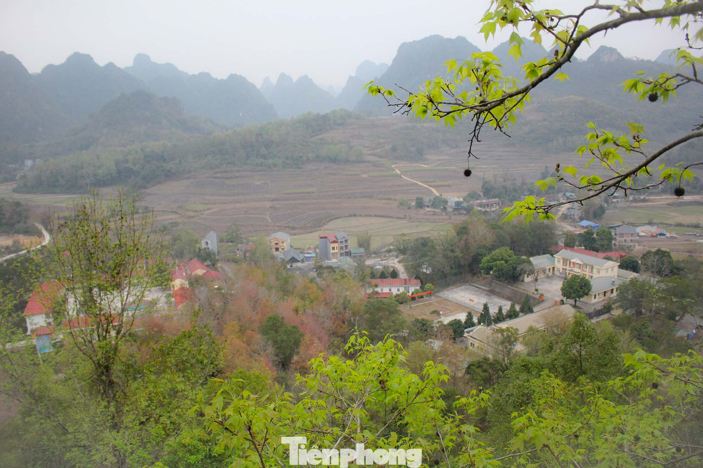 Mê mẩn 'lạc' vào cánh rừng Sau Sau đỏ nơi biên giới Cao Bằng ảnh 5