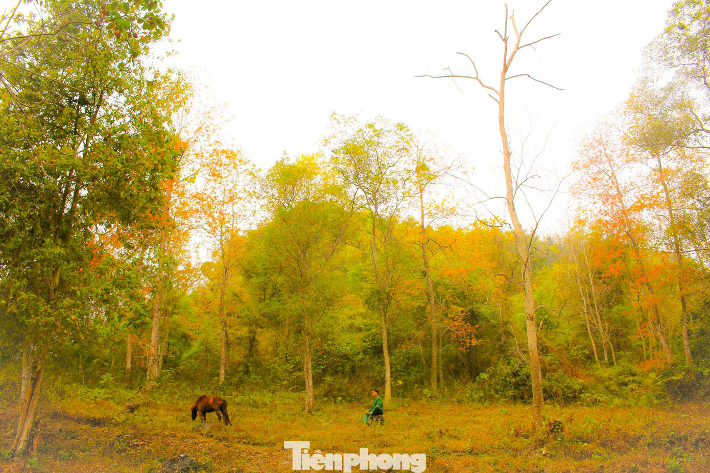 Mê mẩn 'lạc' vào cánh rừng Sau Sau đỏ nơi biên giới Cao Bằng ảnh 14