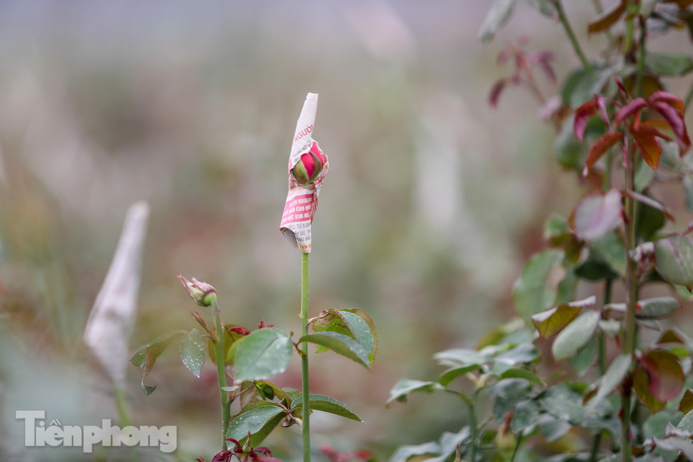 Không có nơi tiêu thụ, người nông dân khóc ròng, cắt hoa vứt đầy đường ảnh 14