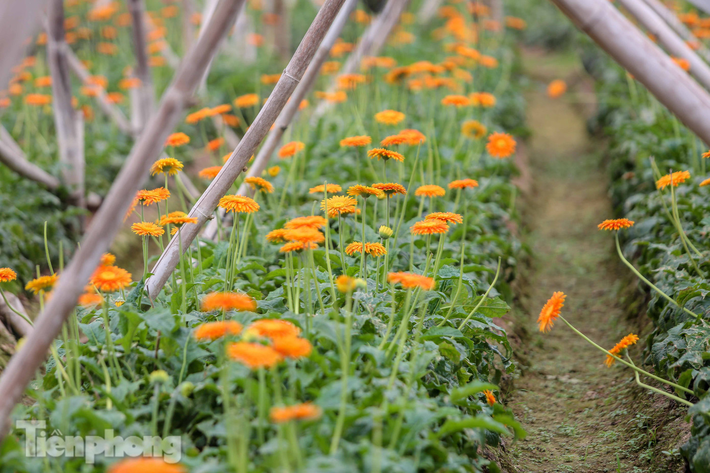 Không có nơi tiêu thụ, người nông dân khóc ròng, cắt hoa vứt đầy đường ảnh 16