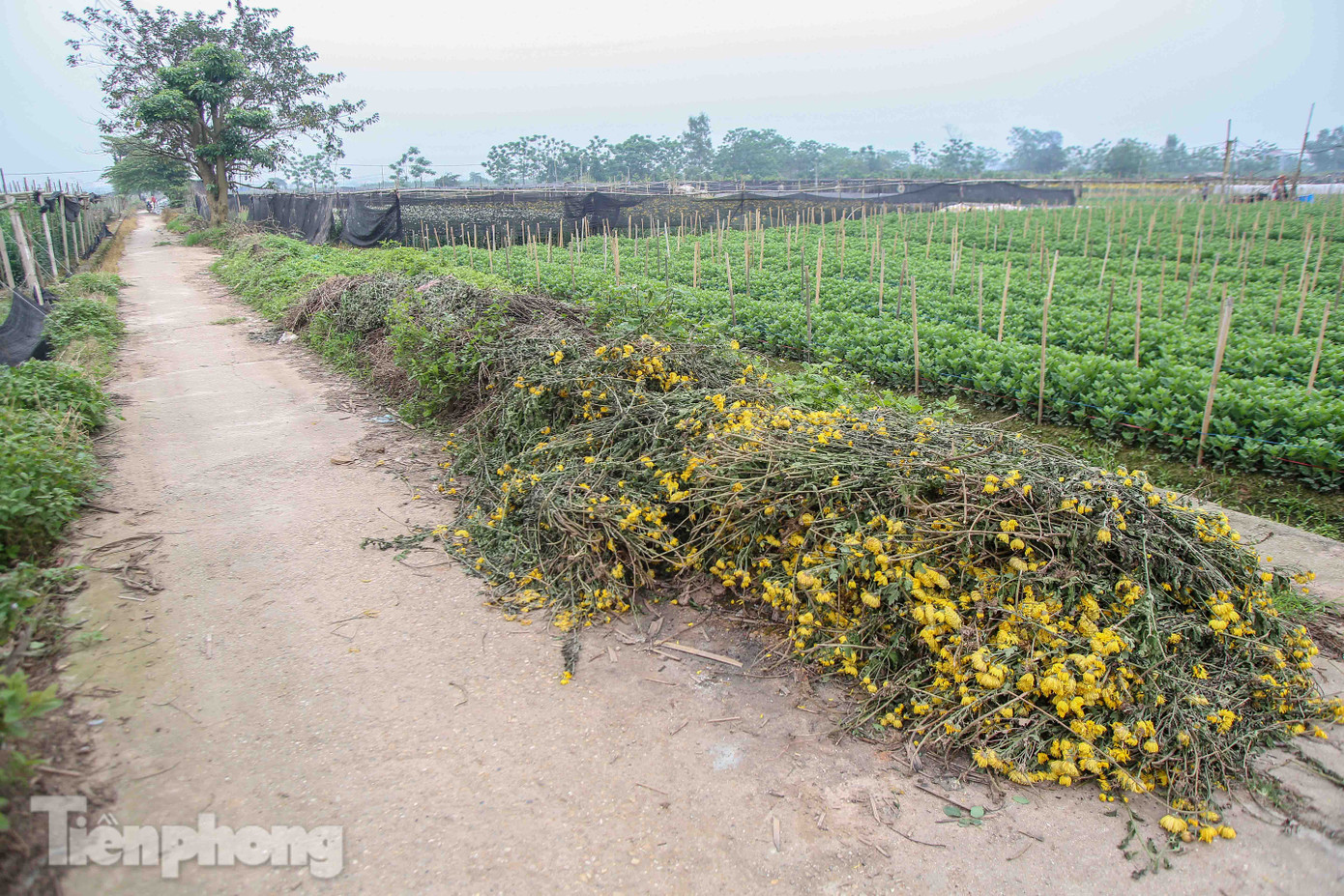 Không có nơi tiêu thụ, người nông dân khóc ròng, cắt hoa vứt đầy đường ảnh 1