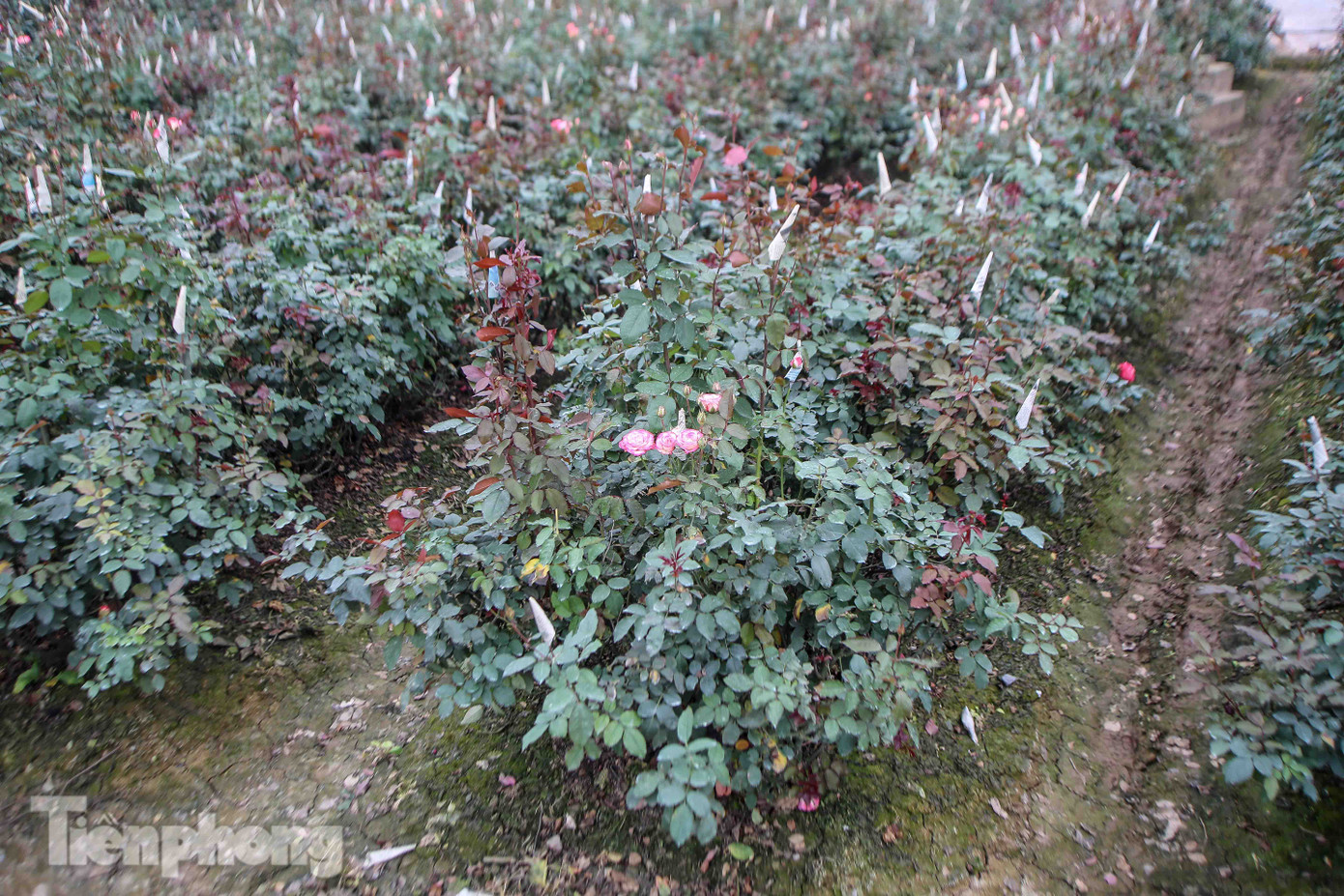 Không có nơi tiêu thụ, người nông dân khóc ròng, cắt hoa vứt đầy đường ảnh 13