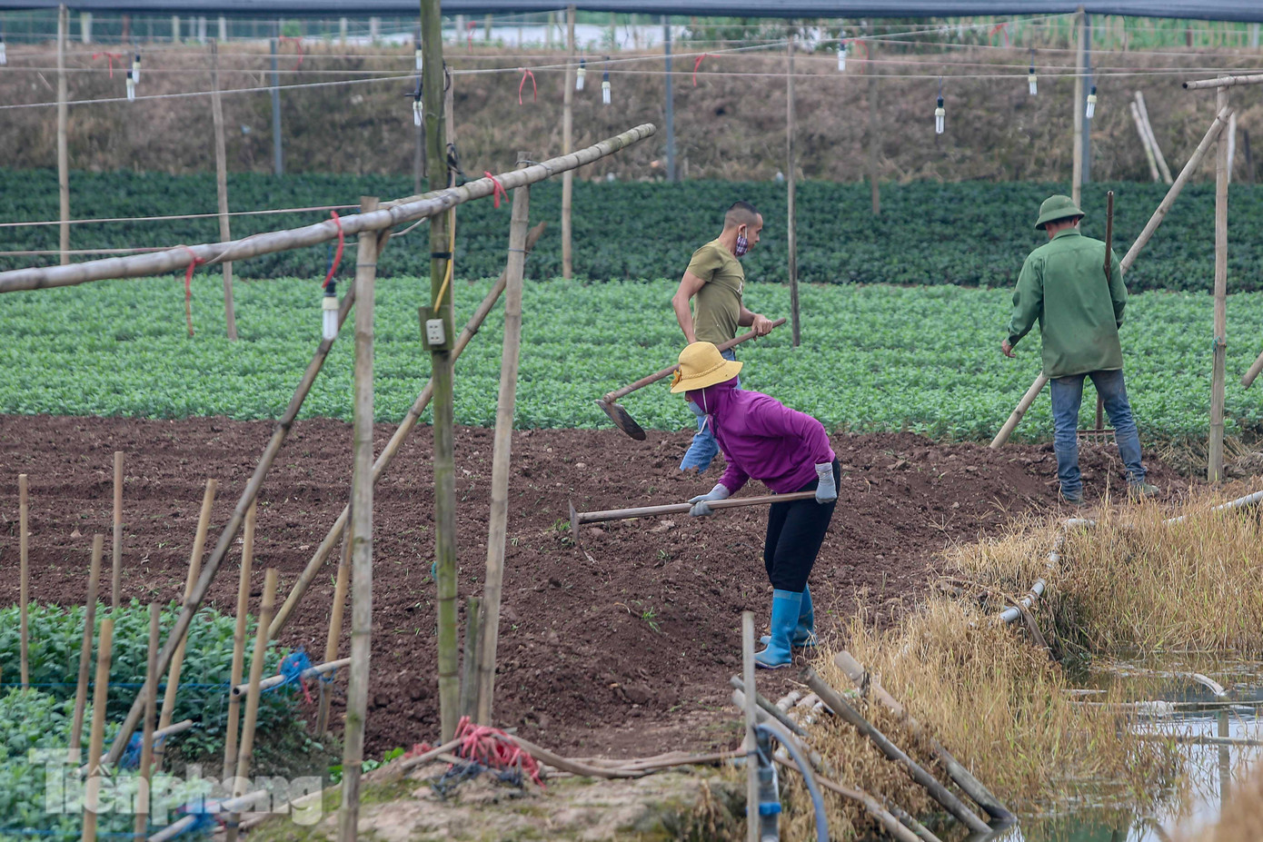 Không có nơi tiêu thụ, người nông dân khóc ròng, cắt hoa vứt đầy đường ảnh 19