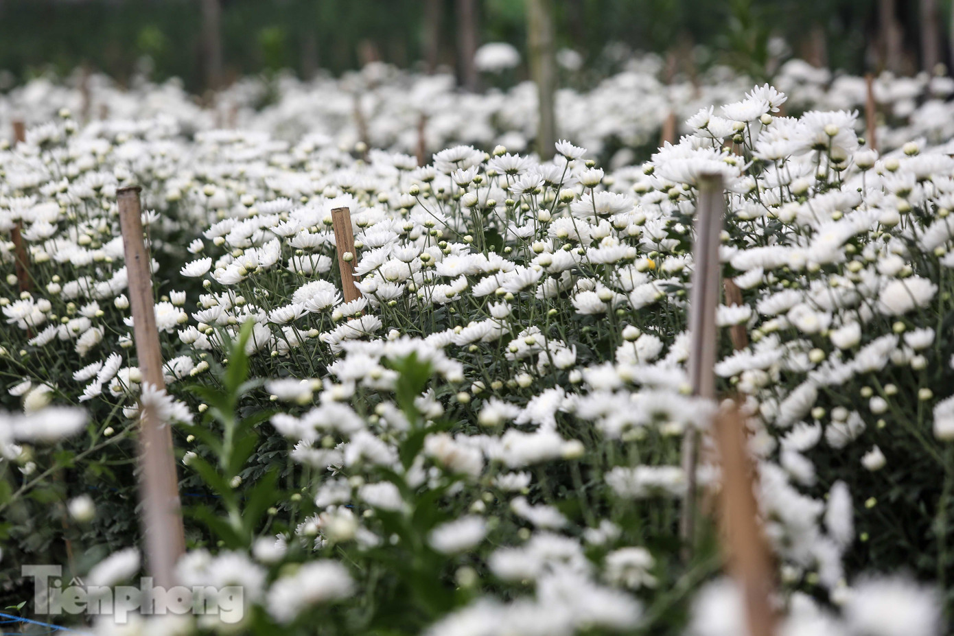 Không có nơi tiêu thụ, người nông dân khóc ròng, cắt hoa vứt đầy đường ảnh 15