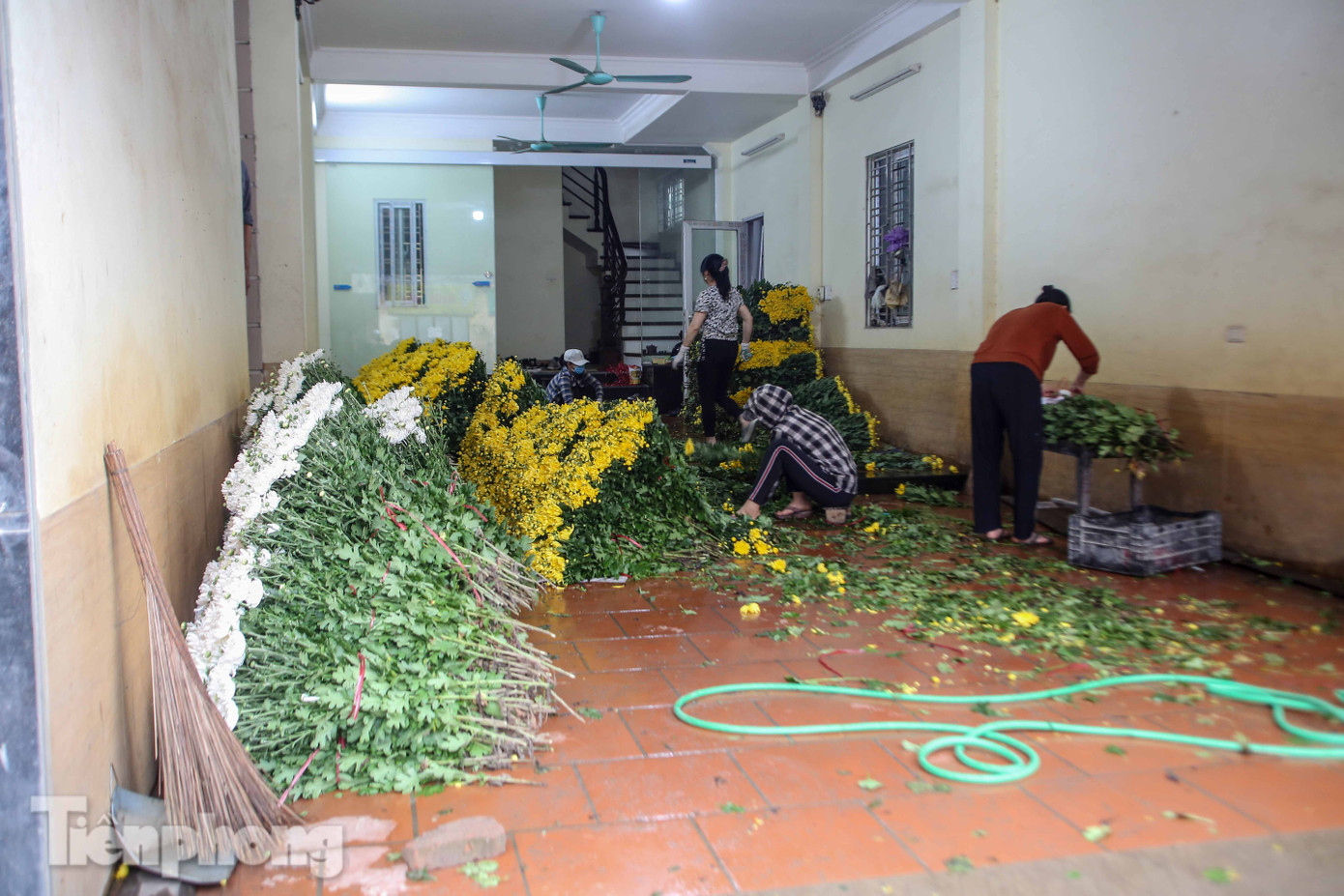 Không có nơi tiêu thụ, người nông dân khóc ròng, cắt hoa vứt đầy đường ảnh 17