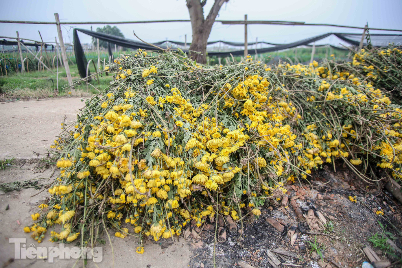 Không có nơi tiêu thụ, người nông dân khóc ròng, cắt hoa vứt đầy đường ảnh 3