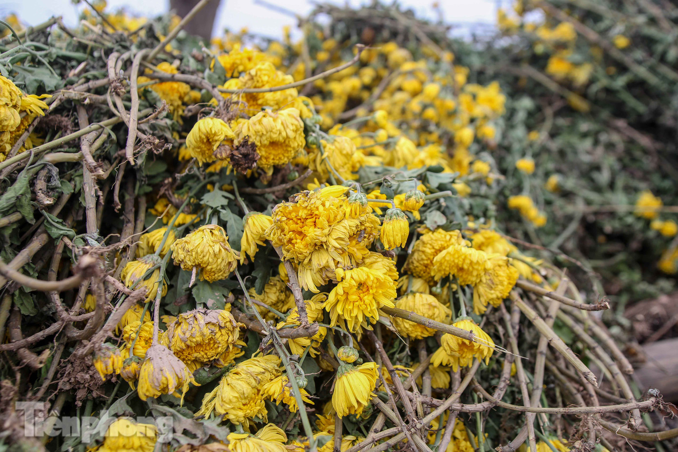 Không có nơi tiêu thụ, người nông dân khóc ròng, cắt hoa vứt đầy đường ảnh 4