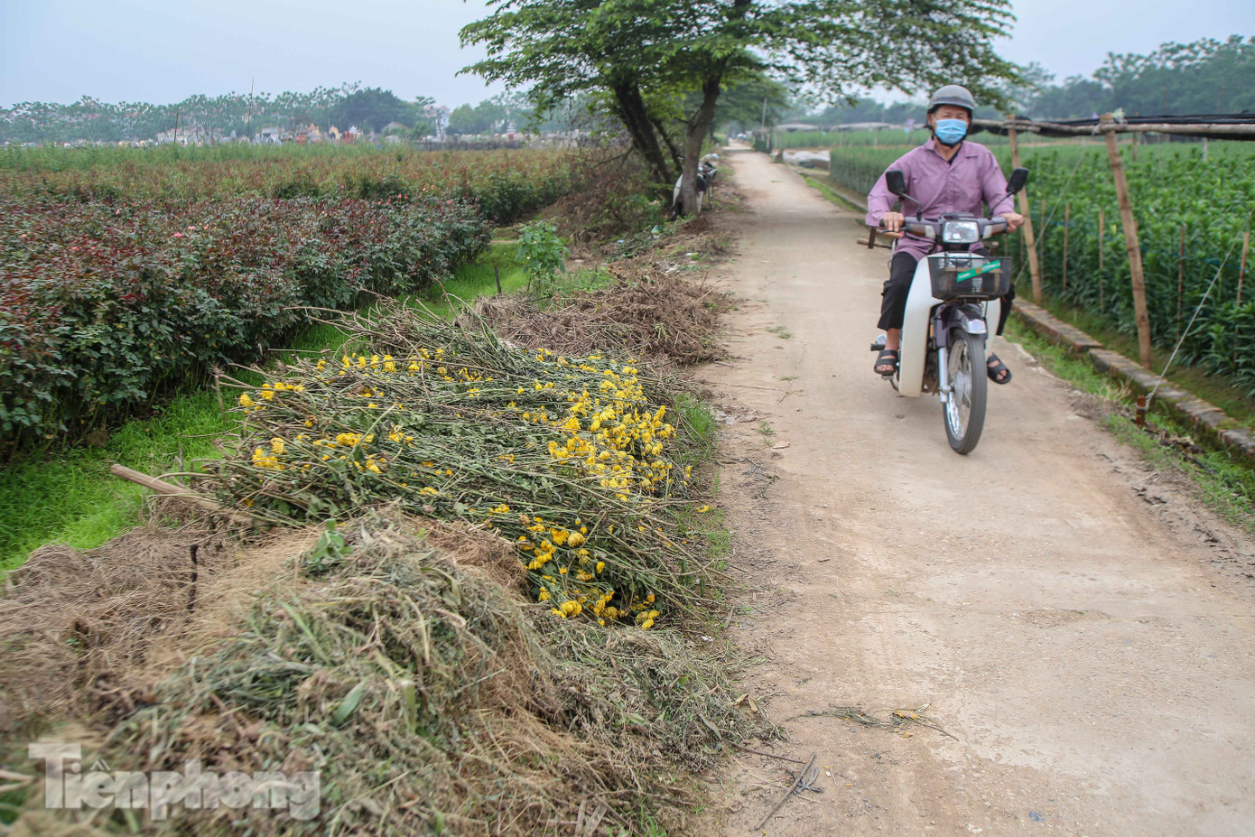 Không có nơi tiêu thụ, người nông dân khóc ròng, cắt hoa vứt đầy đường ảnh 5