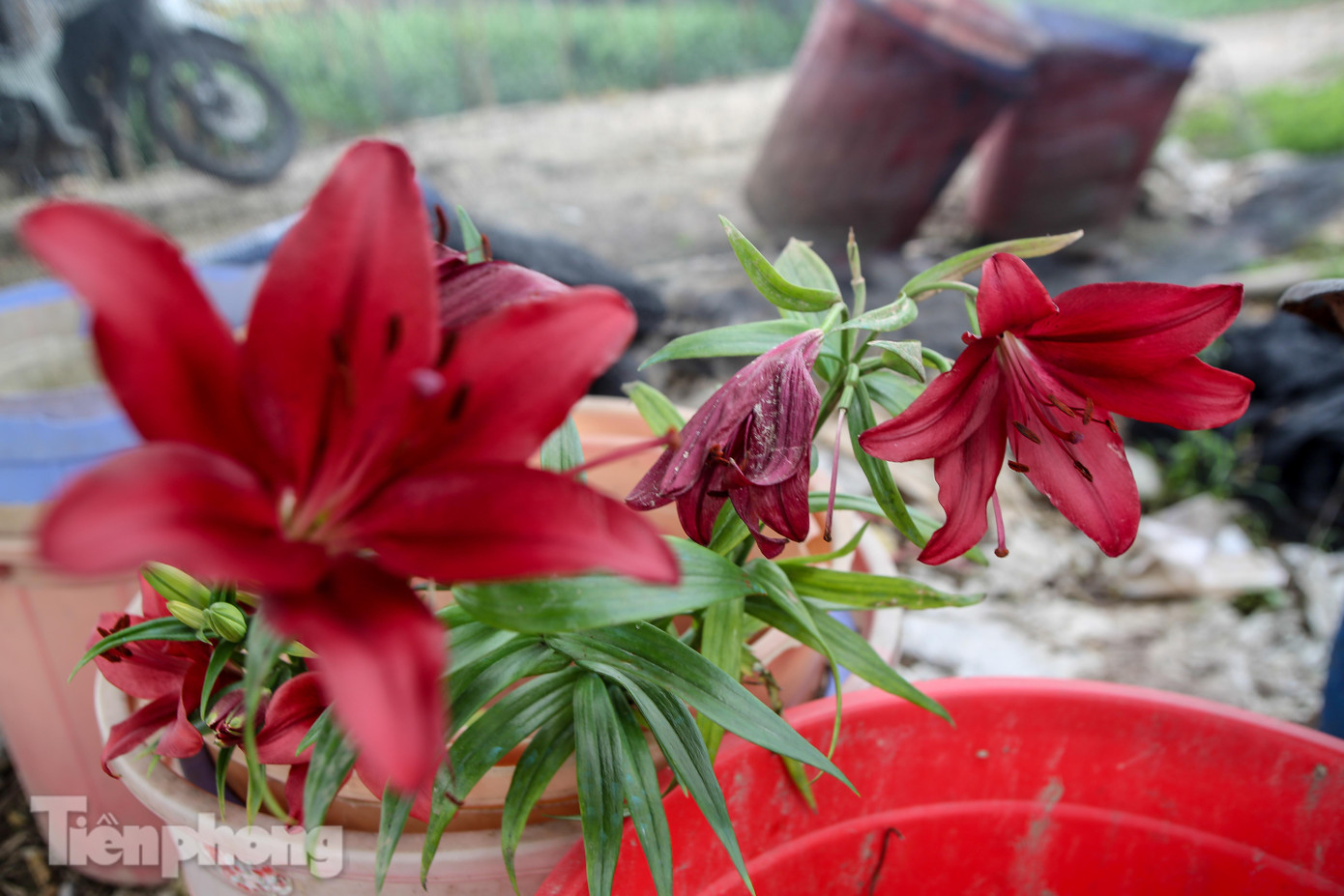 Không có nơi tiêu thụ, người nông dân khóc ròng, cắt hoa vứt đầy đường ảnh 7