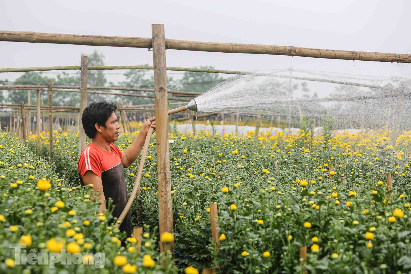 Không có nơi tiêu thụ, người nông dân khóc ròng, cắt hoa vứt đầy đường ảnh 10
