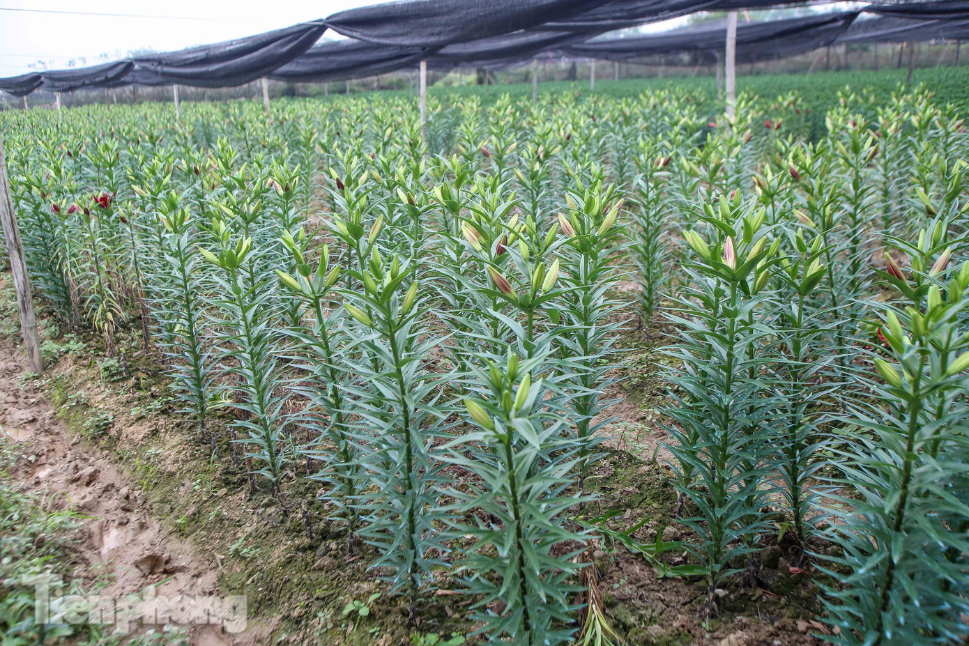 Không có nơi tiêu thụ, người nông dân khóc ròng, cắt hoa vứt đầy đường ảnh 11