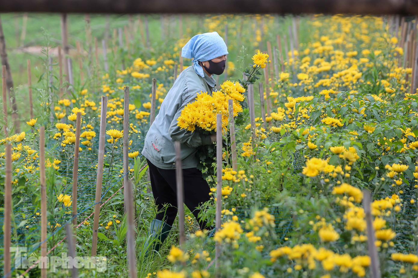 Không có nơi tiêu thụ, người nông dân khóc ròng, cắt hoa vứt đầy đường ảnh 8