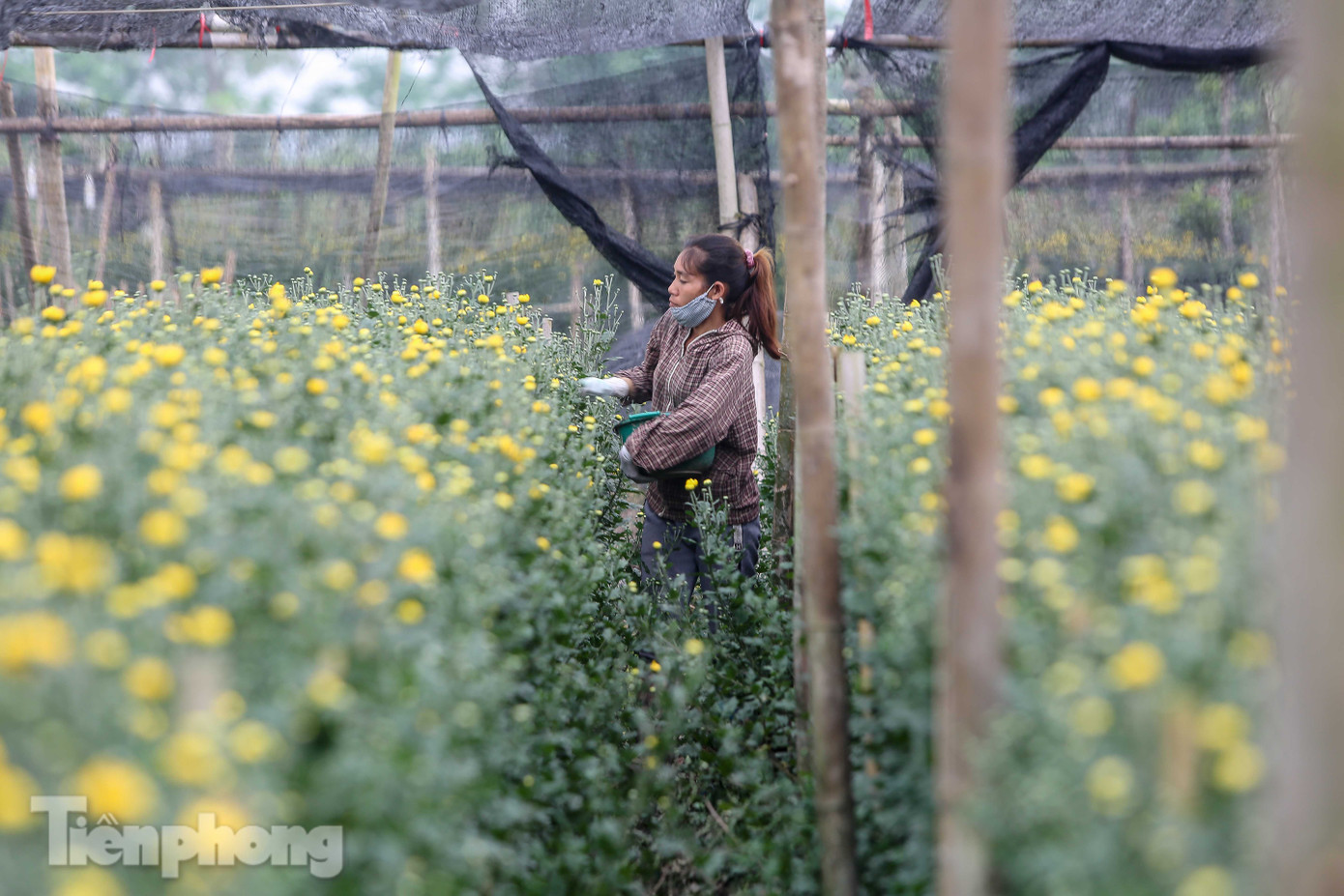 Không có nơi tiêu thụ, người nông dân khóc ròng, cắt hoa vứt đầy đường ảnh 9