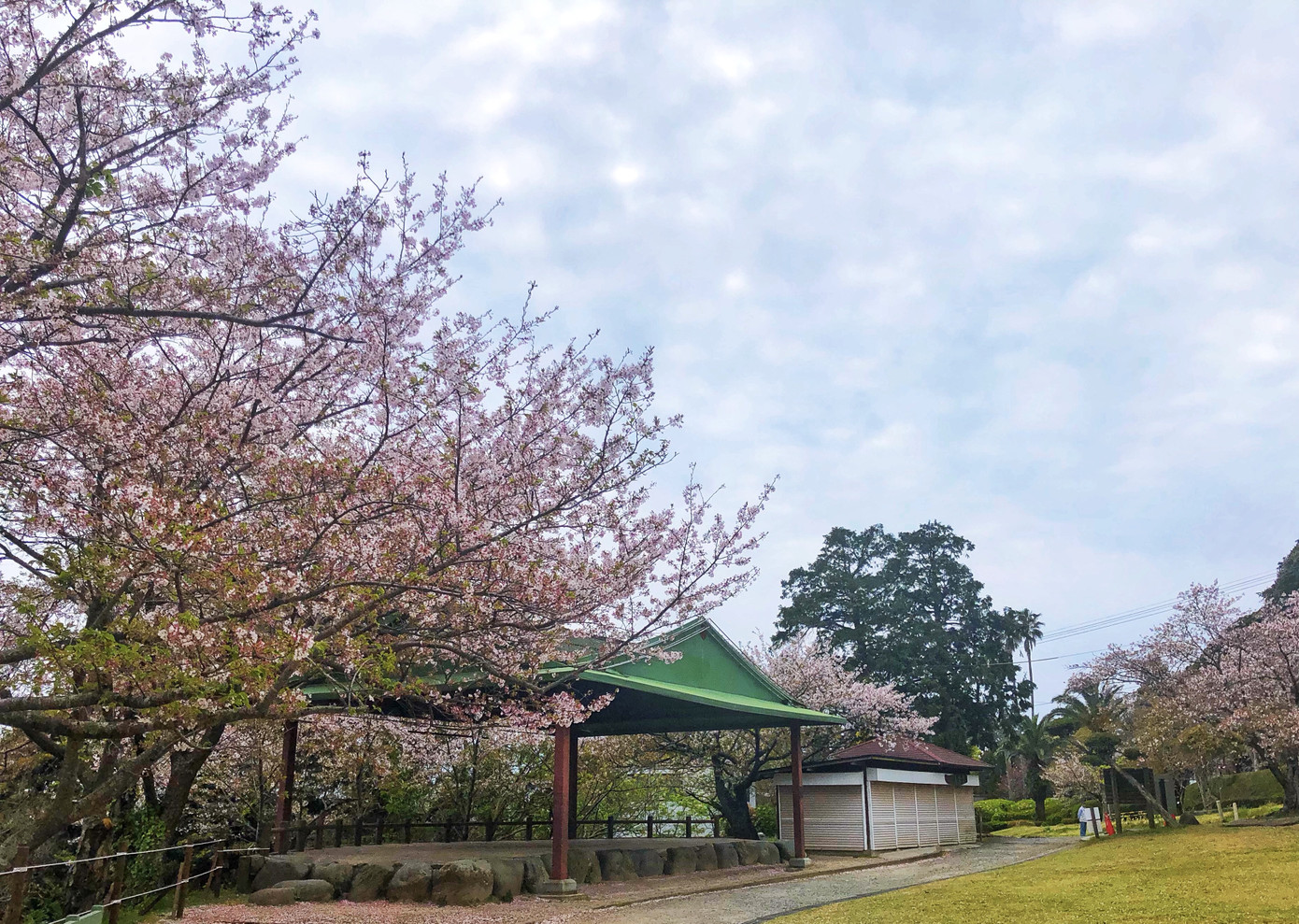 Chống dịch theo cách của du học sinh Việt: Chọn Tết xa nhà vì “ngồi yên là yêu nước“ ảnh 1