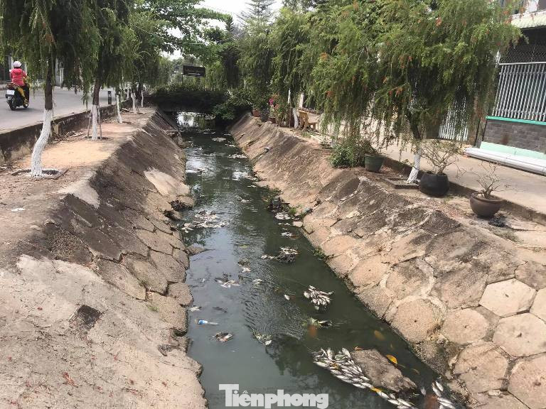 Lộ nguyên nhân cá chết phủ trắng kênh ở Bình Dương ảnh 4