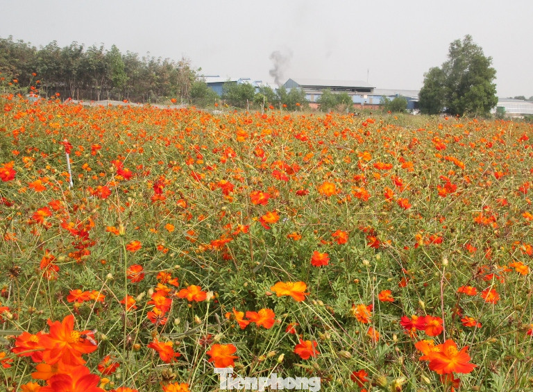 Thiên đường hoa Bình Dương ‘đốn tim’ du khách ảnh 6