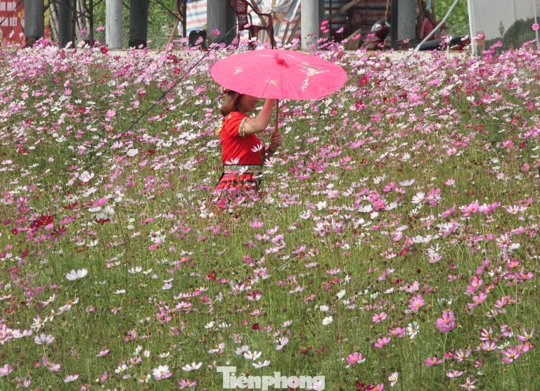 Thiên đường hoa Bình Dương ‘đốn tim’ du khách ảnh 3