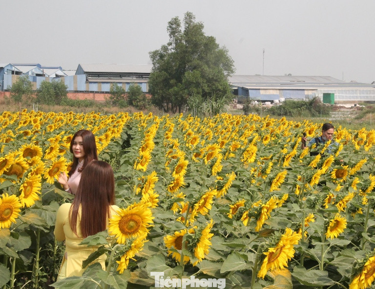 Thiên đường hoa Bình Dương ‘đốn tim’ du khách ảnh 8