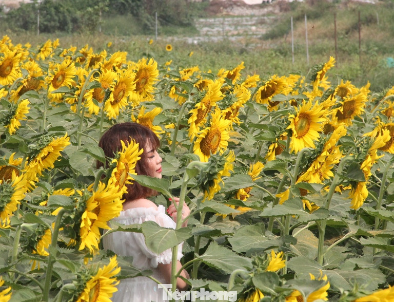 Thiên đường hoa Bình Dương ‘đốn tim’ du khách ảnh 2