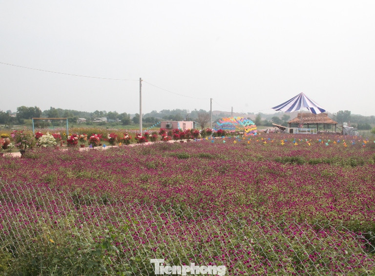 Thiên đường hoa Bình Dương ‘đốn tim’ du khách ảnh 7