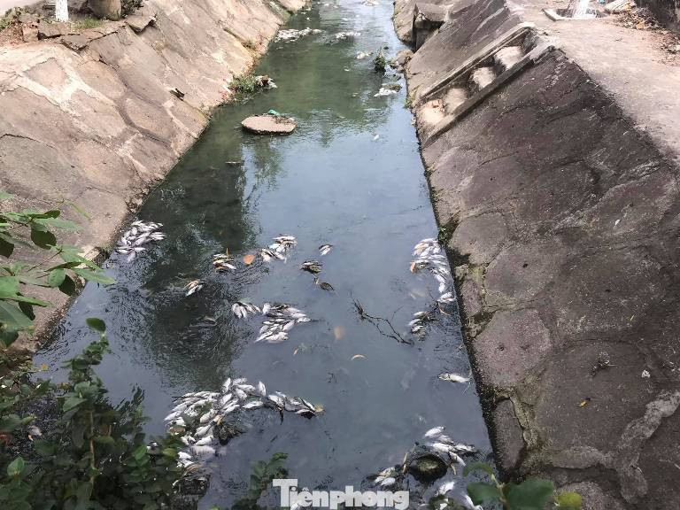 Cá chết trắng kênh gần khu bảo tàng ở Bình Dương ảnh 1