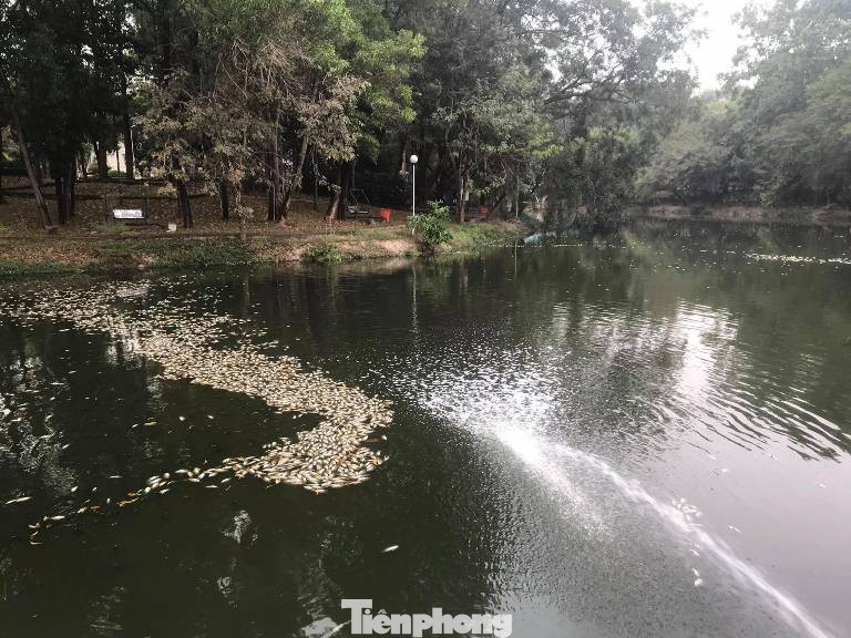 Lộ nguyên nhân cá chết phủ trắng kênh ở Bình Dương ảnh 2