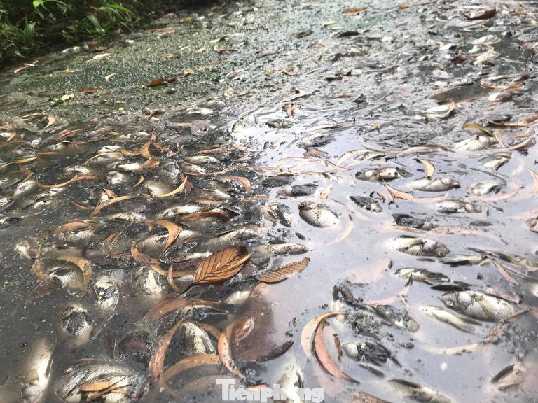 Lộ nguyên nhân cá chết phủ trắng kênh ở Bình Dương ảnh 1