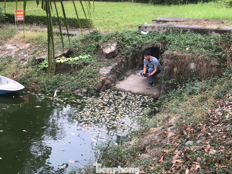 Lộ nguyên nhân cá chết phủ trắng kênh ở Bình Dương ảnh 3
