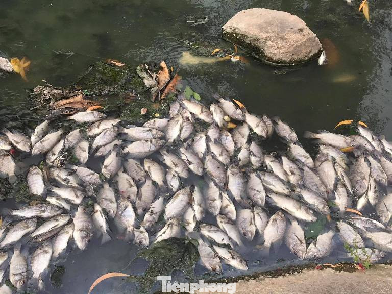 Cá chết trắng kênh gần khu bảo tàng ở Bình Dương ảnh 2