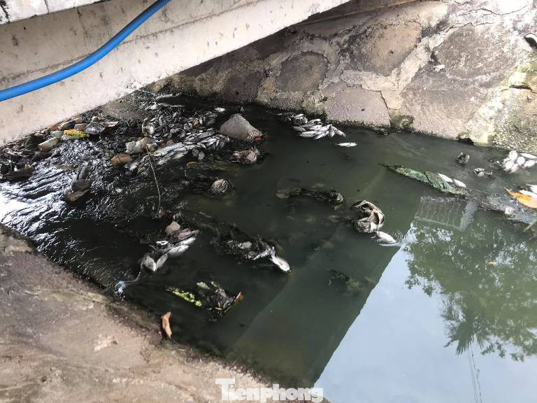 Cá chết trắng kênh gần khu bảo tàng ở Bình Dương ảnh 4