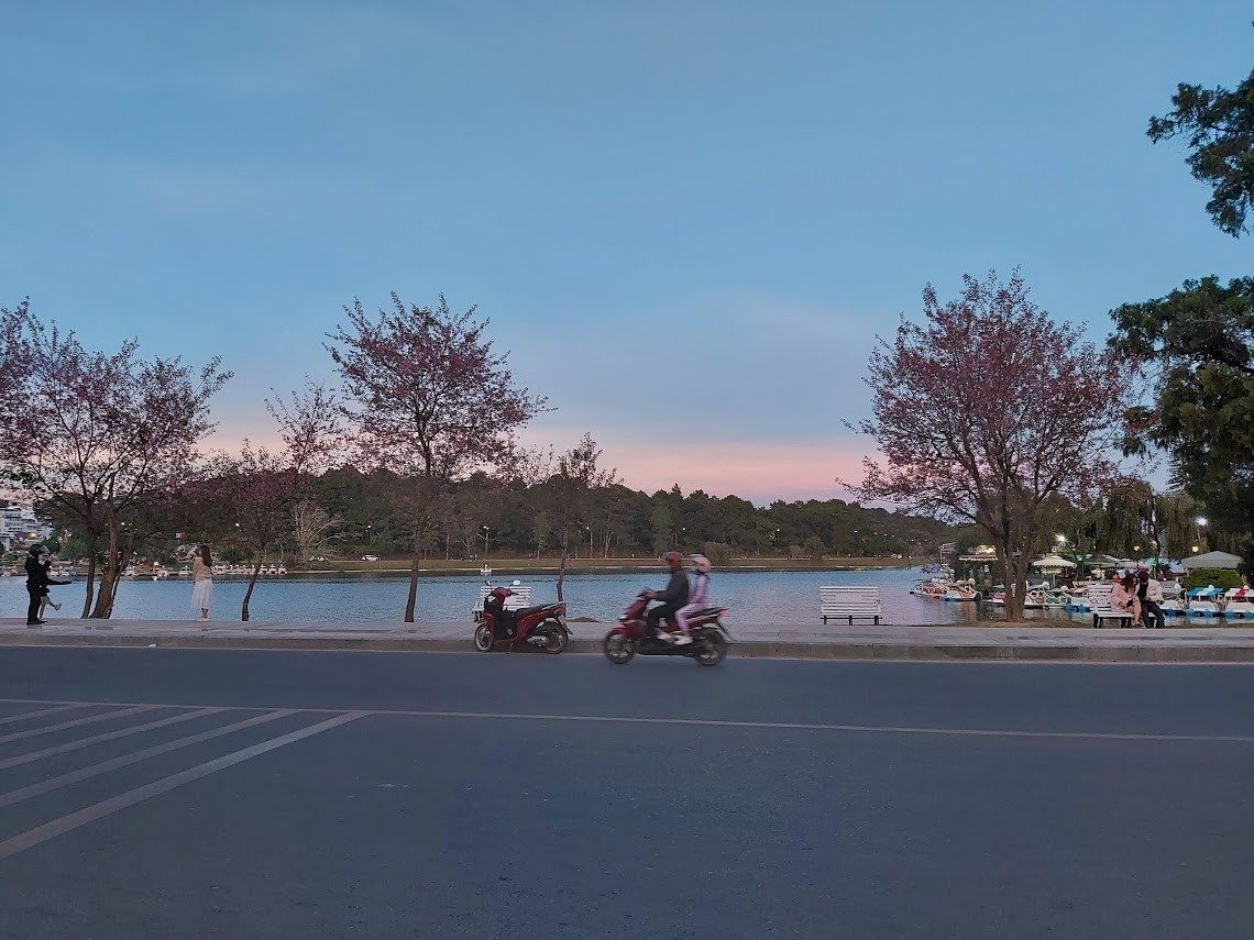 Dẫu mai anh đào đang mùa nở rộ, Đà Lạt những ngày cuối năm vẫn vắng lặng lạ thường ảnh 2