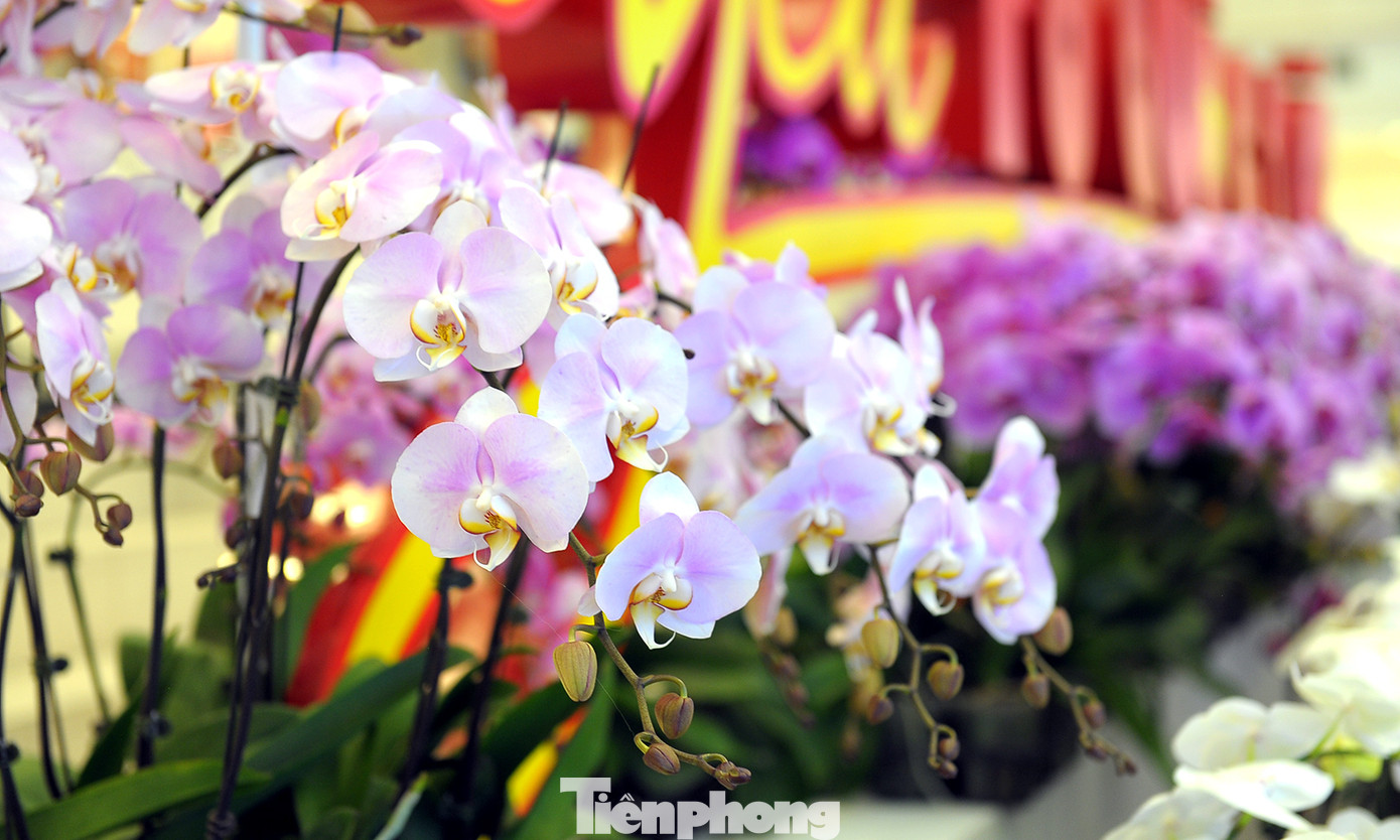 1.200 cành lan khoe sắc không gian Đại hội Hội LHTN Việt Nam lần thứ VIII ảnh 3