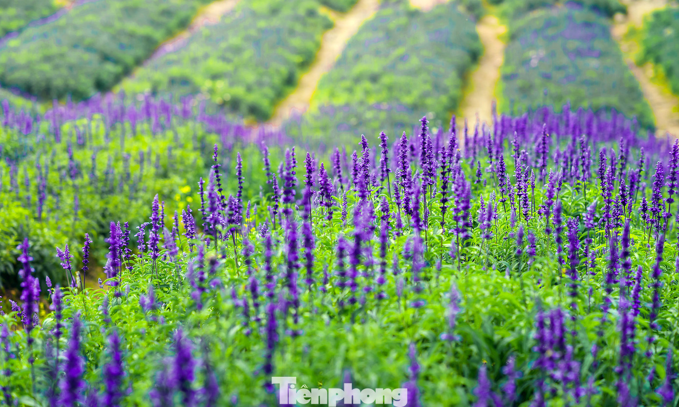 Cánh đồng hoa Nữ hoàng xanh như trời Âu giữa Hà Nội ảnh 6