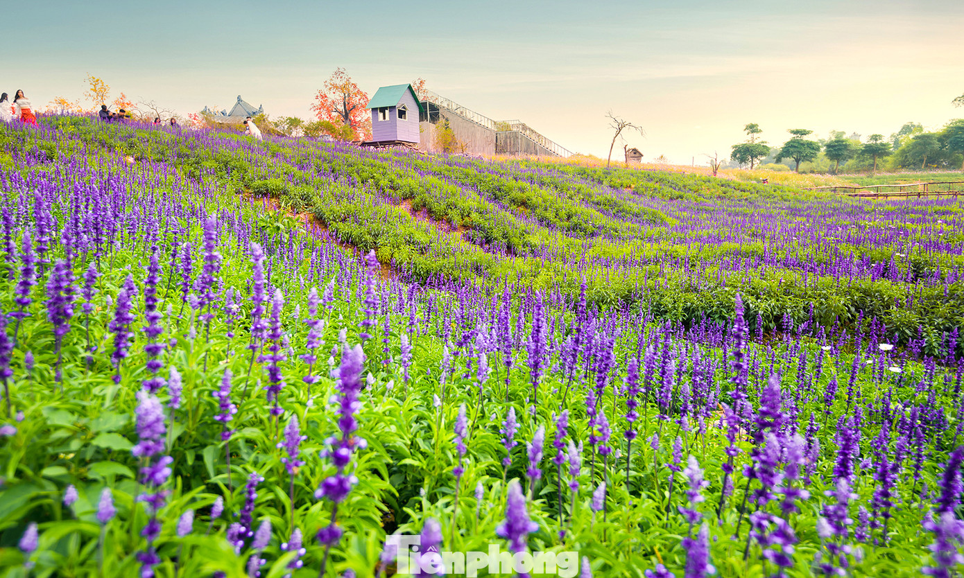 Cánh đồng hoa Nữ hoàng xanh như trời Âu giữa Hà Nội ảnh 4