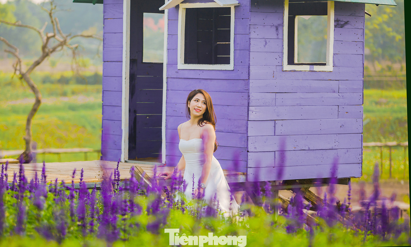 Cánh đồng hoa Nữ hoàng xanh như trời Âu giữa Hà Nội ảnh 3