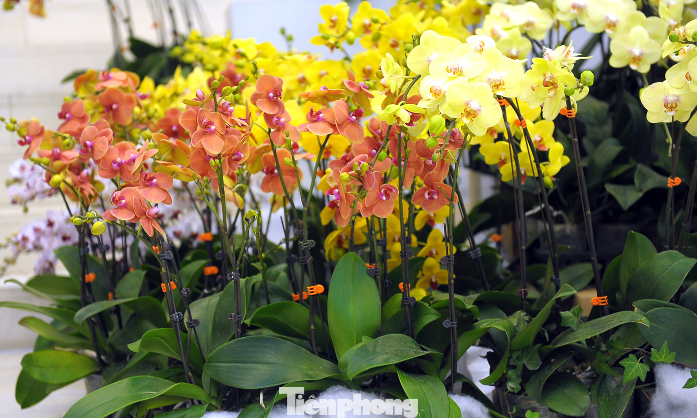 1.200 cành lan khoe sắc không gian Đại hội Hội LHTN Việt Nam lần thứ VIII ảnh 6