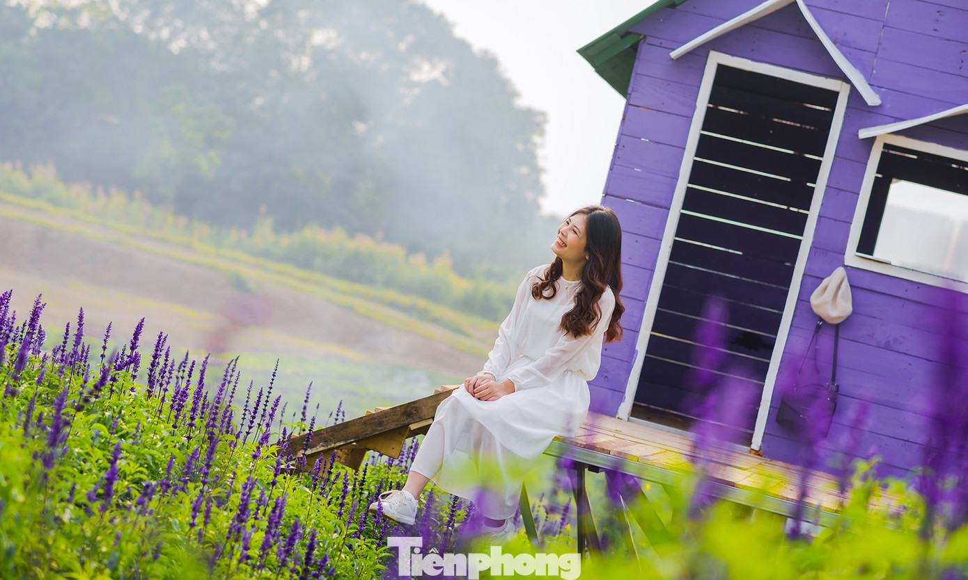 Cánh đồng hoa Nữ hoàng xanh như trời Âu giữa Hà Nội ảnh 2